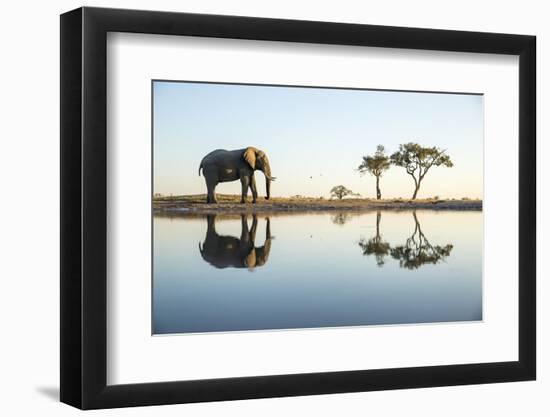 African Elephant, Chobe National Park, Botswana-Paul Souders-Framed Photographic Print