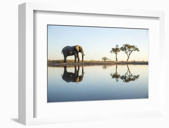 African Elephant, Chobe National Park, Botswana-Paul Souders-Framed Photographic Print