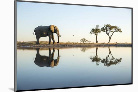 African Elephant, Chobe National Park, Botswana-Paul Souders-Mounted Photographic Print