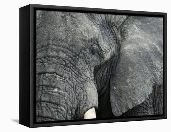 African Elephant Close-Up of Face, Tanzania-Edwin Giesbers-Framed Premier Image Canvas