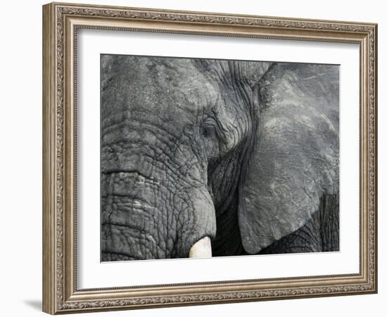 African Elephant Close-Up of Face, Tanzania-Edwin Giesbers-Framed Photographic Print