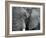 African Elephant Close-Up of Face, Tanzania-Edwin Giesbers-Framed Photographic Print