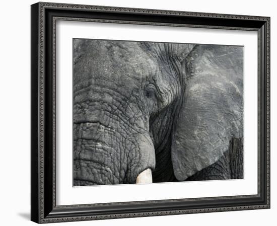 African Elephant Close-Up of Face, Tanzania-Edwin Giesbers-Framed Photographic Print