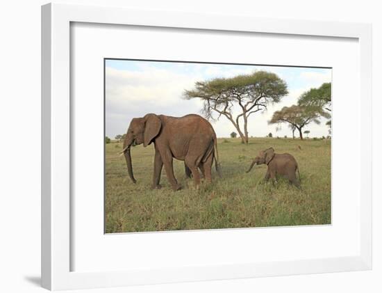 African Elephant Cow and Calf-null-Framed Photographic Print