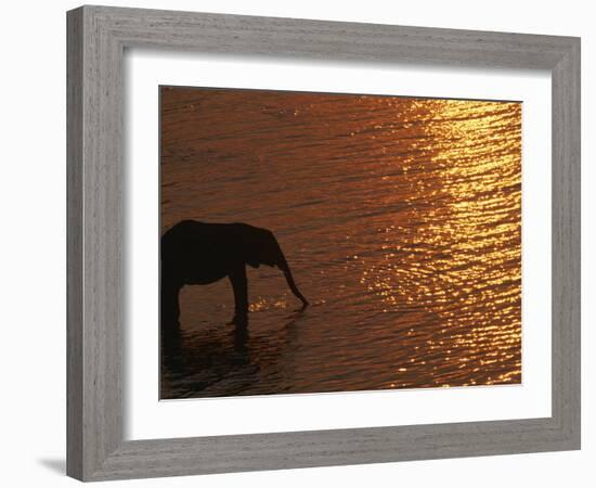 African Elephant, Drinking at Dusk, Chobe National Park, Botswana-Pete Oxford-Framed Photographic Print