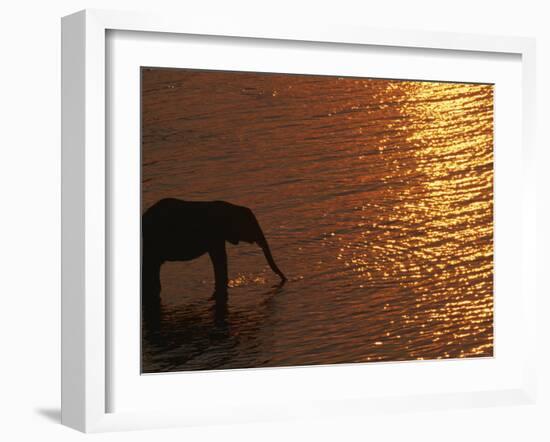 African Elephant, Drinking at Dusk, Chobe National Park, Botswana-Pete Oxford-Framed Photographic Print