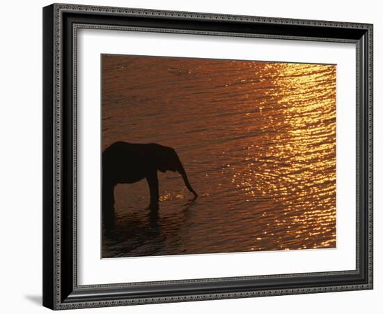 African Elephant, Drinking at Dusk, Chobe National Park, Botswana-Pete Oxford-Framed Photographic Print