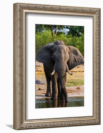 African elephant drinking in Okavango Delta. Botswana.-Sergio Pitamitz-Framed Photographic Print