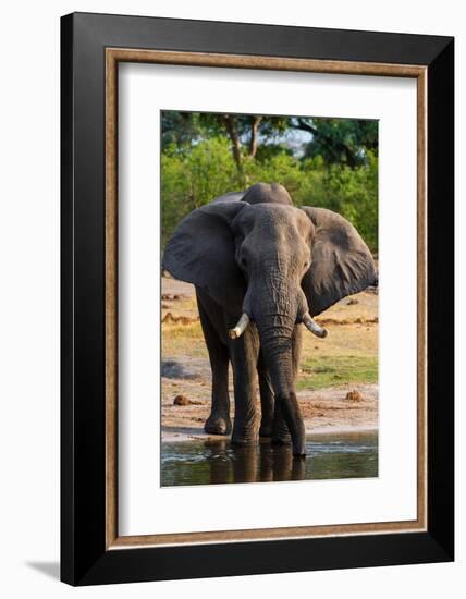 African elephant drinking in Okavango Delta. Botswana.-Sergio Pitamitz-Framed Photographic Print