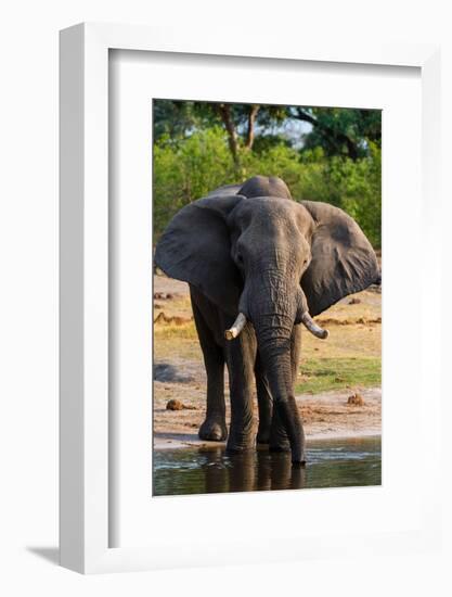 African elephant drinking in Okavango Delta. Botswana.-Sergio Pitamitz-Framed Photographic Print