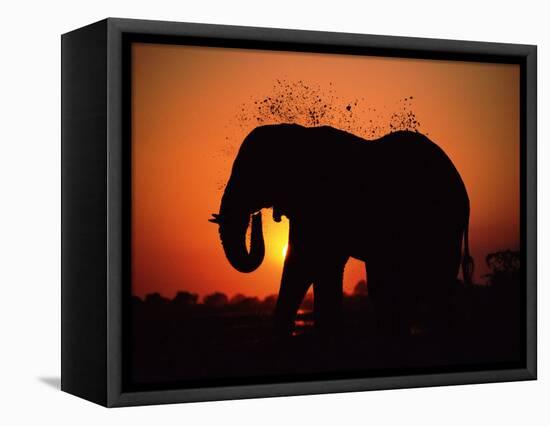 African Elephant Dusting Itself at Dusk, Chobe National Park, Botswana, Southern Africa-Tony Heald-Framed Premier Image Canvas