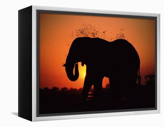 African Elephant Dusting Itself at Dusk, Chobe National Park, Botswana, Southern Africa-Tony Heald-Framed Premier Image Canvas