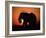 African Elephant Dusting Itself at Dusk, Chobe National Park, Botswana, Southern Africa-Tony Heald-Framed Photographic Print