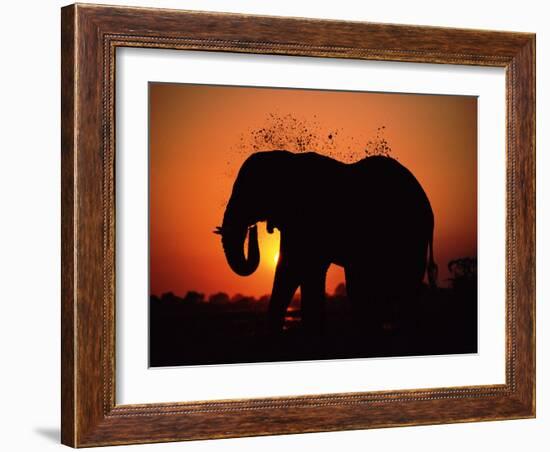 African Elephant Dusting Itself at Dusk, Chobe National Park, Botswana, Southern Africa-Tony Heald-Framed Photographic Print