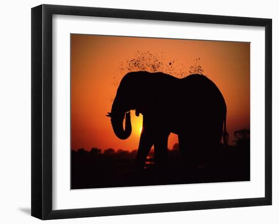 African Elephant Dusting Itself at Dusk, Chobe National Park, Botswana, Southern Africa-Tony Heald-Framed Photographic Print