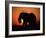 African Elephant Dusting Itself at Dusk, Chobe National Park, Botswana, Southern Africa-Tony Heald-Framed Photographic Print