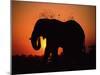 African Elephant Dusting Itself at Dusk, Chobe National Park, Botswana, Southern Africa-Tony Heald-Mounted Photographic Print