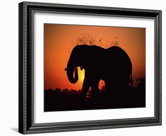 African Elephant Dusting Itself at Dusk, Chobe National Park, Botswana, Southern Africa-Tony Heald-Framed Photographic Print