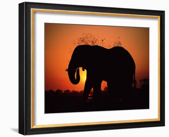 African Elephant Dusting Itself at Dusk, Chobe National Park, Botswana, Southern Africa-Tony Heald-Framed Photographic Print