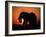 African Elephant Dusting Itself at Dusk, Chobe National Park, Botswana, Southern Africa-Tony Heald-Framed Photographic Print