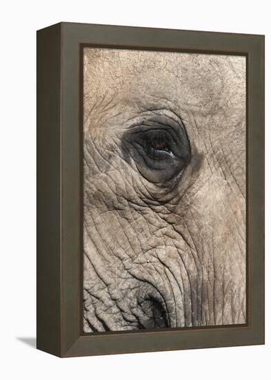 African Elephant Eye (Loxodonta Africana), Addo Elephant National Park, South Africa, Africa-Ann and Steve Toon-Framed Premier Image Canvas