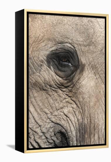 African Elephant Eye (Loxodonta Africana), Addo Elephant National Park, South Africa, Africa-Ann and Steve Toon-Framed Premier Image Canvas