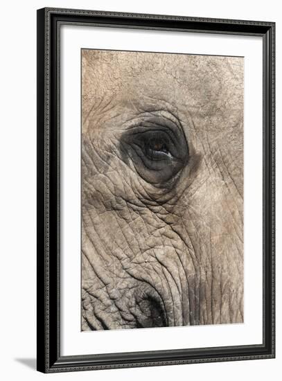 African Elephant Eye (Loxodonta Africana), Addo Elephant National Park, South Africa, Africa-Ann and Steve Toon-Framed Photographic Print