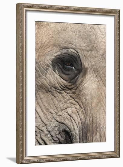 African Elephant Eye (Loxodonta Africana), Addo Elephant National Park, South Africa, Africa-Ann and Steve Toon-Framed Photographic Print