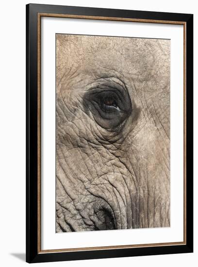 African Elephant Eye (Loxodonta Africana), Addo Elephant National Park, South Africa, Africa-Ann and Steve Toon-Framed Photographic Print