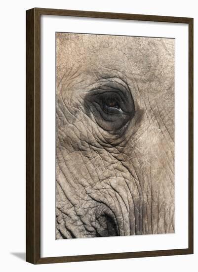 African Elephant Eye (Loxodonta Africana), Addo Elephant National Park, South Africa, Africa-Ann and Steve Toon-Framed Photographic Print