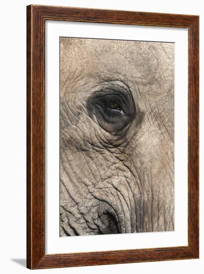 African Elephant Eye (Loxodonta Africana), Addo Elephant National Park, South Africa, Africa-Ann and Steve Toon-Framed Photographic Print