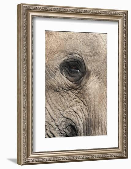 African Elephant Eye (Loxodonta Africana), Addo Elephant National Park, South Africa, Africa-Ann and Steve Toon-Framed Photographic Print