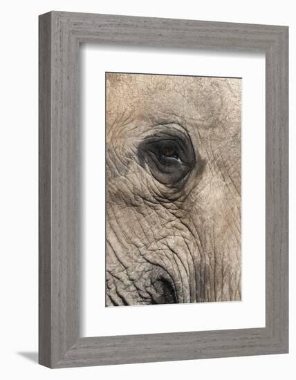 African Elephant Eye (Loxodonta Africana), Addo Elephant National Park, South Africa, Africa-Ann and Steve Toon-Framed Photographic Print