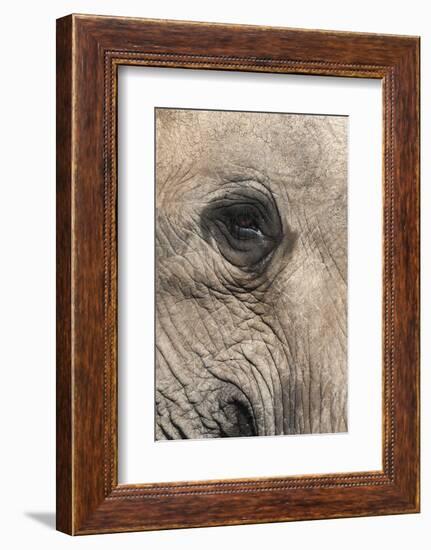 African Elephant Eye (Loxodonta Africana), Addo Elephant National Park, South Africa, Africa-Ann and Steve Toon-Framed Photographic Print