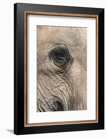 African Elephant Eye (Loxodonta Africana), Addo Elephant National Park, South Africa, Africa-Ann and Steve Toon-Framed Photographic Print