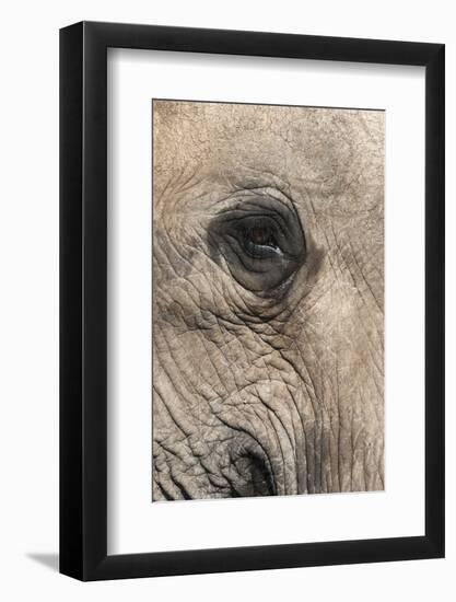 African Elephant Eye (Loxodonta Africana), Addo Elephant National Park, South Africa, Africa-Ann and Steve Toon-Framed Photographic Print