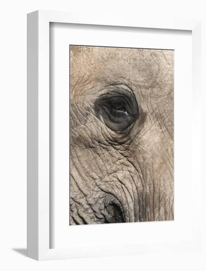 African Elephant Eye (Loxodonta Africana), Addo Elephant National Park, South Africa, Africa-Ann and Steve Toon-Framed Photographic Print