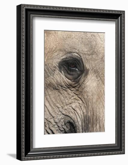 African Elephant Eye (Loxodonta Africana), Addo Elephant National Park, South Africa, Africa-Ann and Steve Toon-Framed Photographic Print