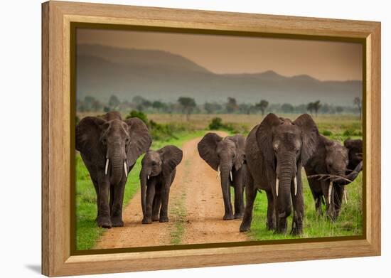 African Elephant Family on Safari, Mizumi Safari Park, Tanzania, East Africa, Africa-Laura Grier-Framed Premier Image Canvas