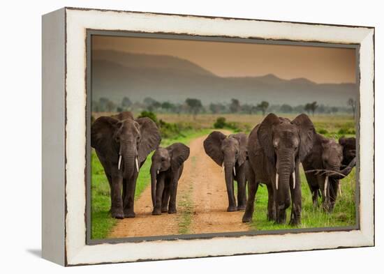 African Elephant Family on Safari, Mizumi Safari Park, Tanzania, East Africa, Africa-Laura Grier-Framed Premier Image Canvas