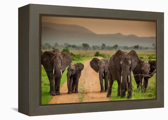 African Elephant Family on Safari, Mizumi Safari Park, Tanzania, East Africa, Africa-Laura Grier-Framed Premier Image Canvas