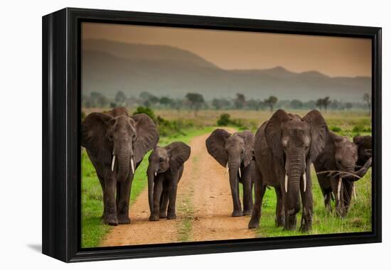 African Elephant Family on Safari, Mizumi Safari Park, Tanzania, East Africa, Africa-Laura Grier-Framed Premier Image Canvas