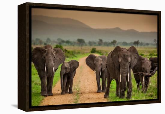 African Elephant Family on Safari, Mizumi Safari Park, Tanzania, East Africa, Africa-Laura Grier-Framed Premier Image Canvas