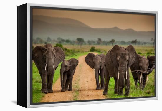 African Elephant Family on Safari, Mizumi Safari Park, Tanzania, East Africa, Africa-Laura Grier-Framed Premier Image Canvas