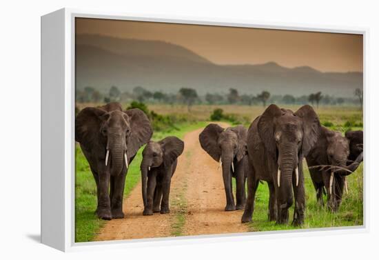 African Elephant Family on Safari, Mizumi Safari Park, Tanzania, East Africa, Africa-Laura Grier-Framed Premier Image Canvas