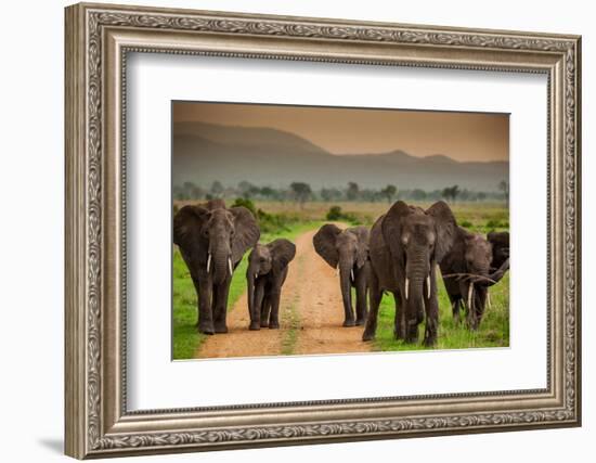 African Elephant Family on Safari, Mizumi Safari Park, Tanzania, East Africa, Africa-Laura Grier-Framed Photographic Print