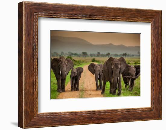 African Elephant Family on Safari, Mizumi Safari Park, Tanzania, East Africa, Africa-Laura Grier-Framed Photographic Print