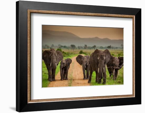 African Elephant Family on Safari, Mizumi Safari Park, Tanzania, East Africa, Africa-Laura Grier-Framed Photographic Print