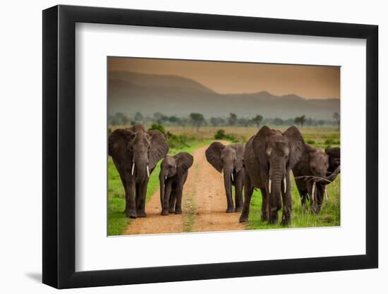 African Elephant Family on Safari, Mizumi Safari Park, Tanzania, East Africa, Africa-Laura Grier-Framed Photographic Print