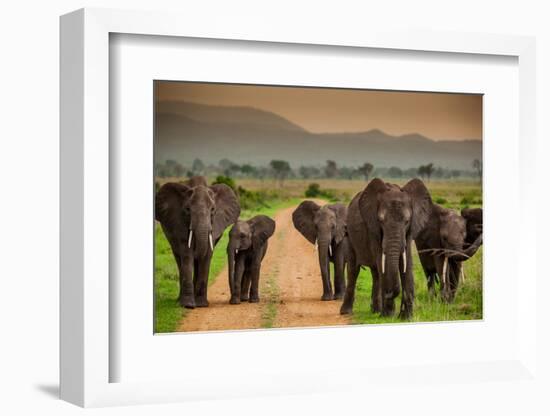 African Elephant Family on Safari, Mizumi Safari Park, Tanzania, East Africa, Africa-Laura Grier-Framed Photographic Print